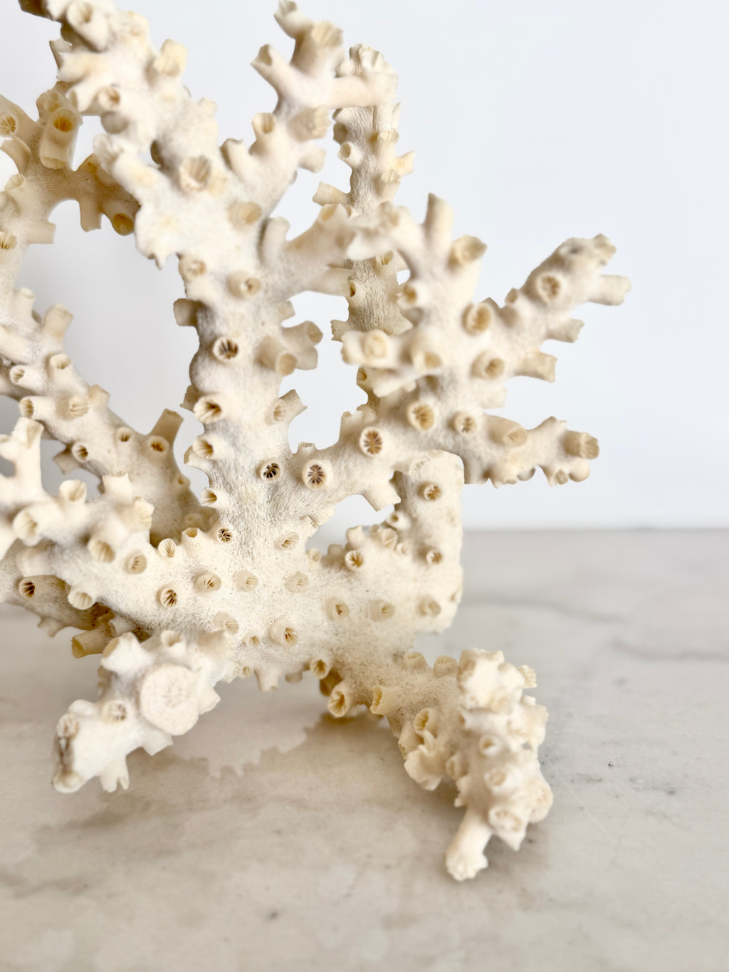 Natural Branching Octopus Coral Specimen 9"