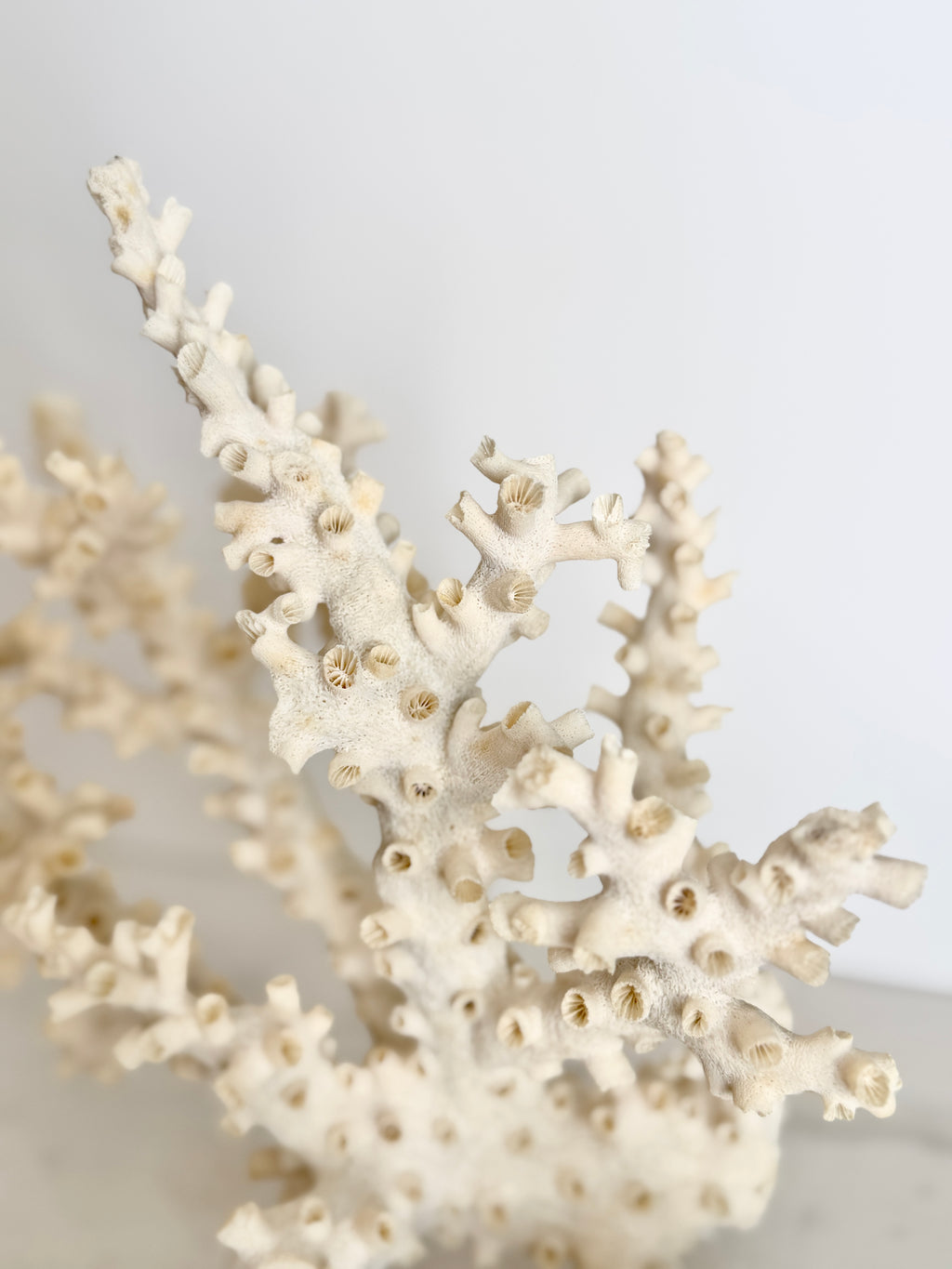 Natural Branching Octopus Coral Specimen 9"