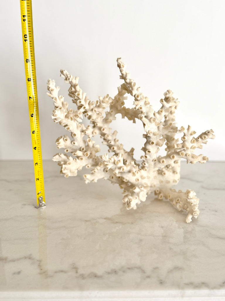 Natural Branching Octopus Coral Specimen 9"