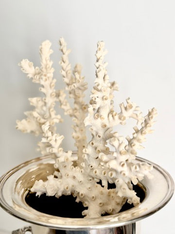 Natural Branching Octopus Coral Specimen 9"
