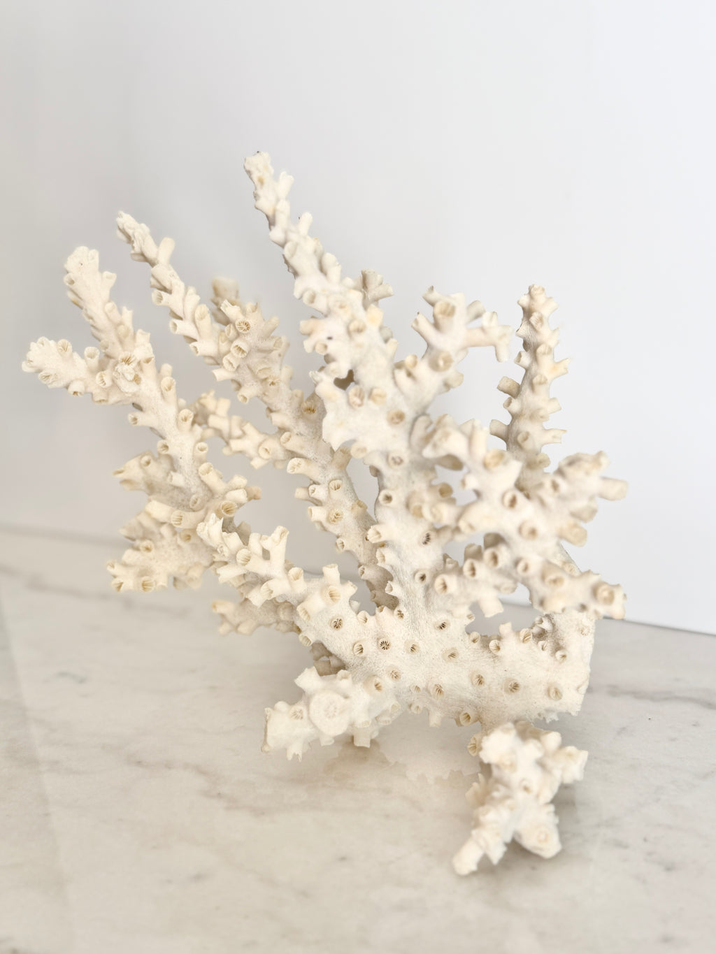 Natural Branching Octopus Coral Specimen 9"