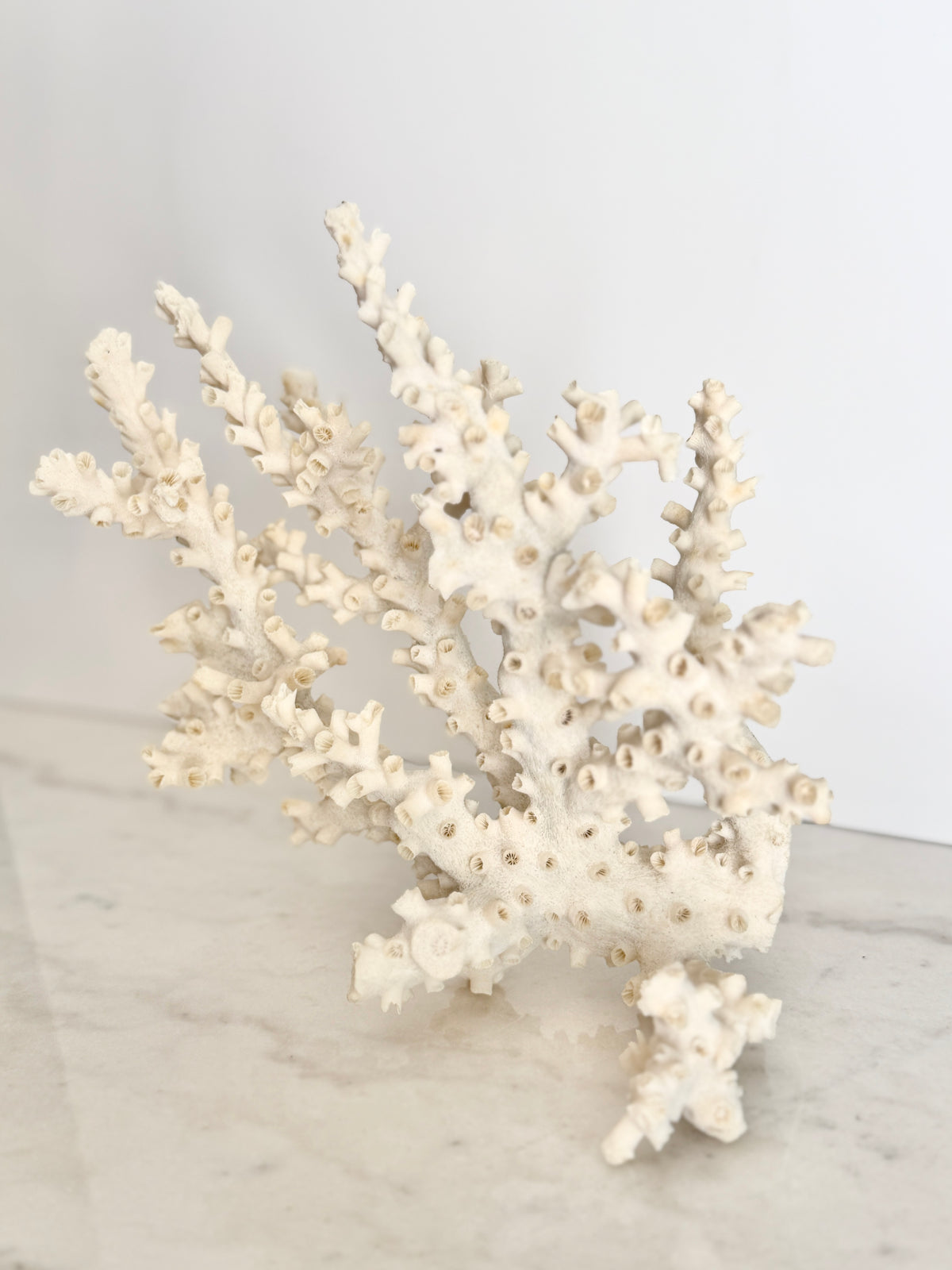 Natural Branching Octopus Coral Specimen 9"