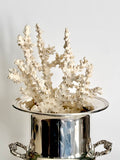 Natural Branching Octopus Coral Specimen 9"