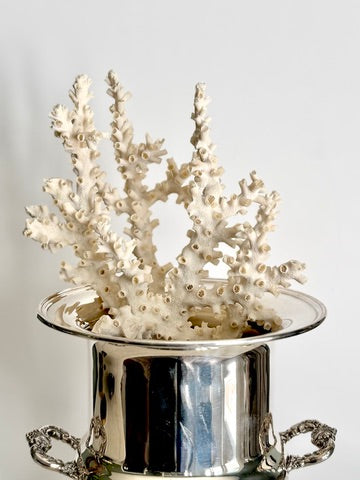 Natural Branching Octopus Coral Specimen 9"