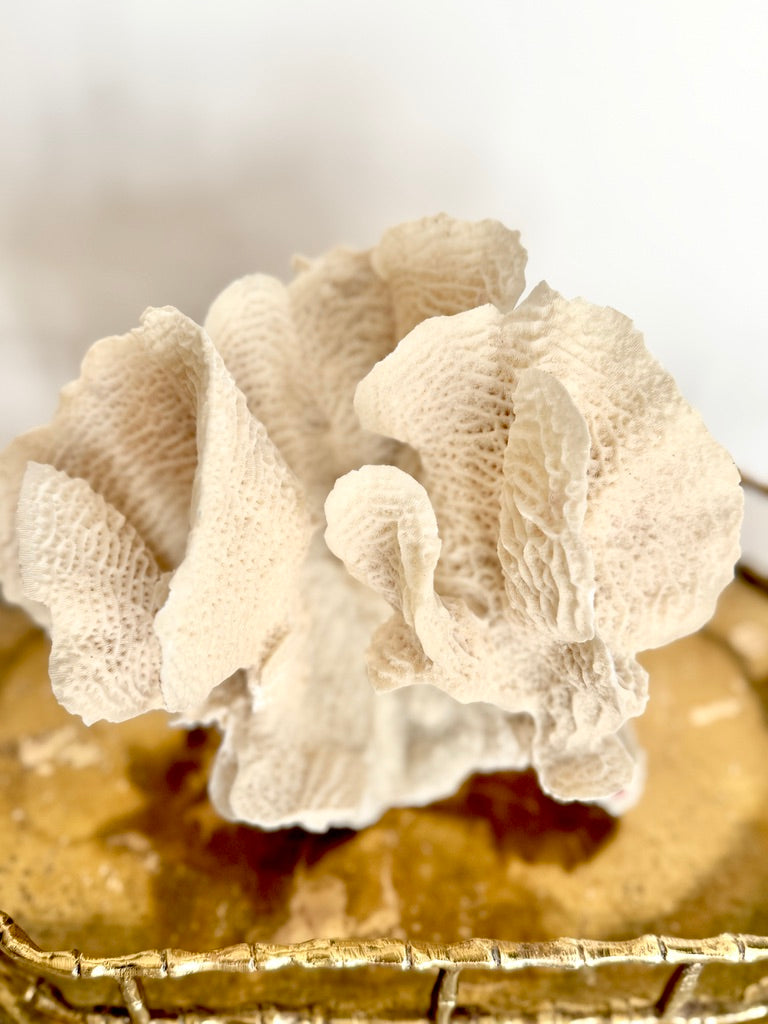 Large Natural Lettuce Coral Specimen, 10"