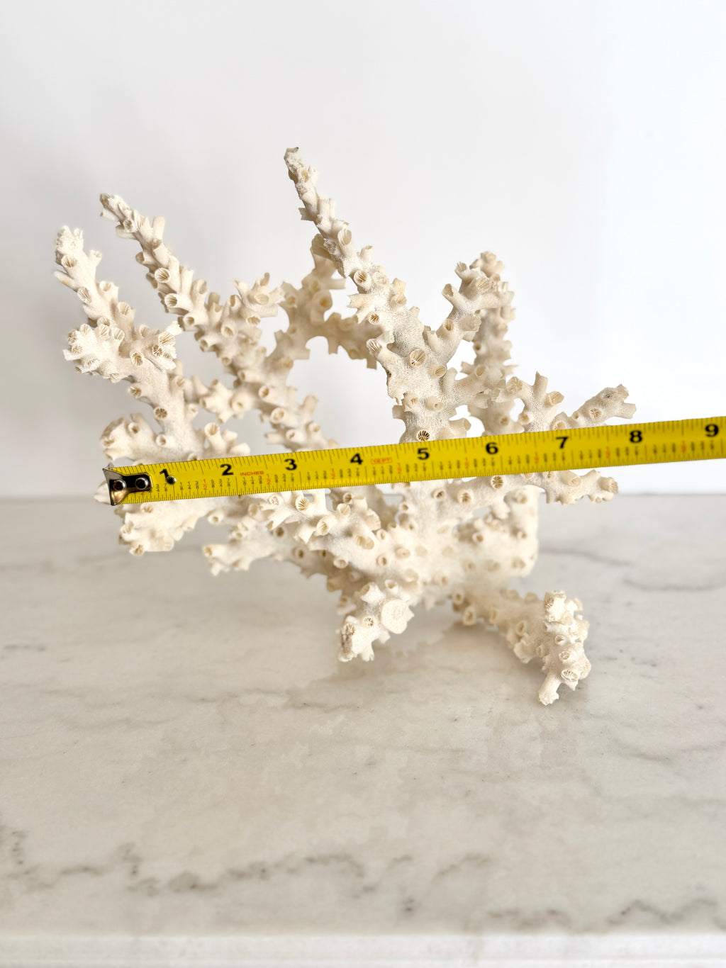 Natural Branching Octopus Coral Specimen 9"