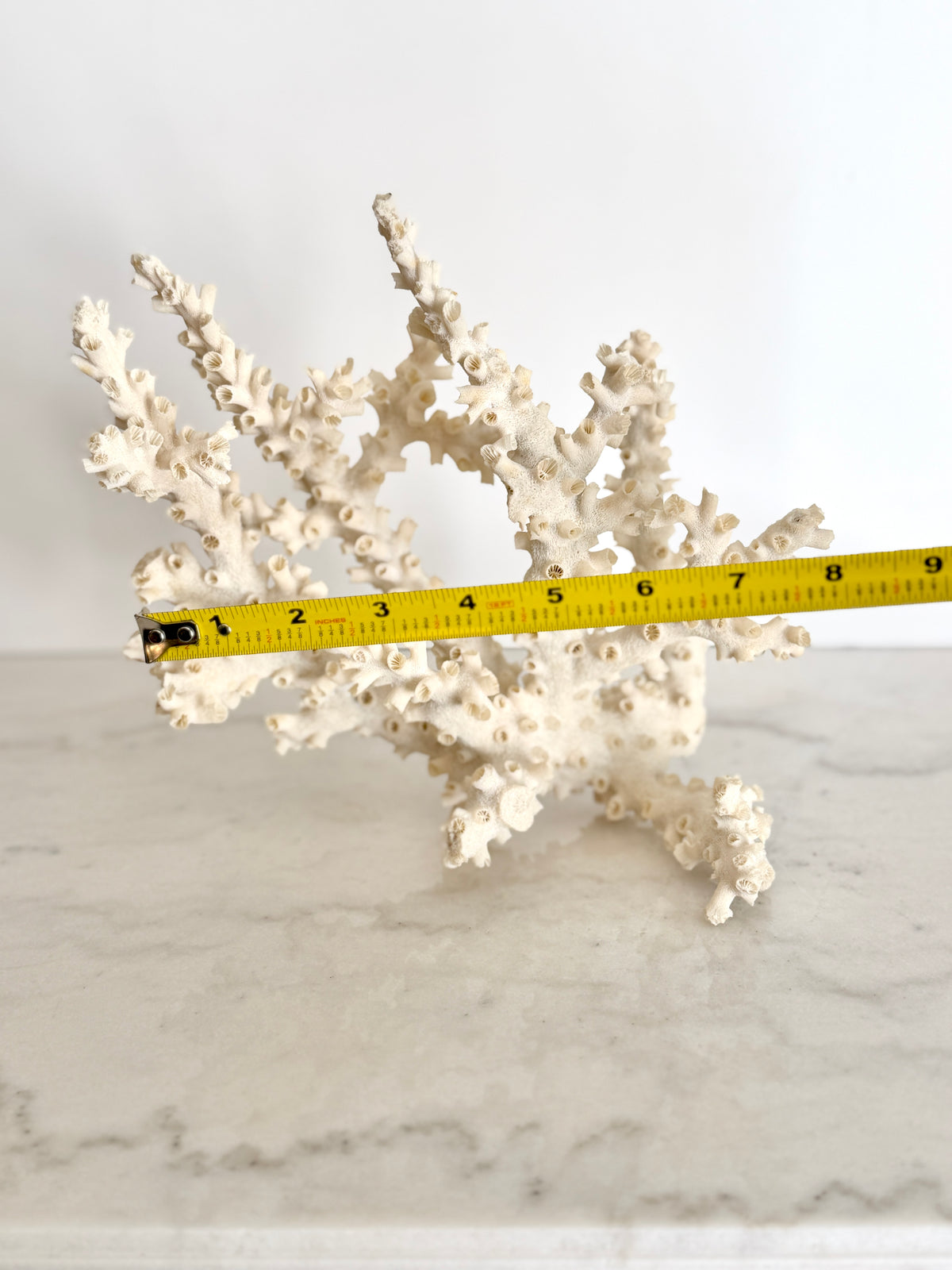 Natural Branching Octopus Coral Specimen 9"