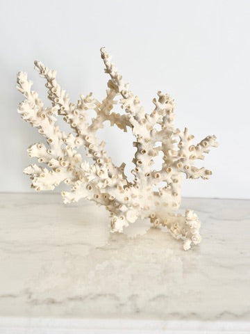 Natural Branching Octopus Coral Specimen 9"